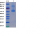 Recombinant Human TNFSF14/LIGHT/HVEM-L/CD258 Trimer Protein (RP02432)