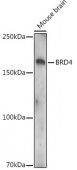 Acetyl-BRD4-K332 Rabbit pAb (A20208)