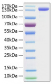 Recombinant Mouse Pro-EGF Protein (RP01045)
