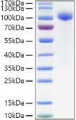 Recombinant Human IL-23R Protein (RP01376)