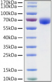 Recombinant Human B7-H3/CD276 Protein (RP01371)