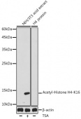 Acetyl-Histone H4-K16 Rabbit pAb (A20186)