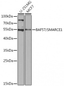 [KO Validated] BAF57/SMARCE1 Rabbit pAb (A13353)
