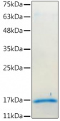 Recombinant Mouse IL-17A/CTLA-8 Protein (RP02520)