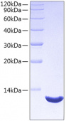 Recombinant Human CXCL12/SDF-1/PBSF Protein (RP00832)