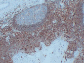 GB14037 Anti -CD44 Mouse Antibody mAb