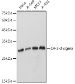 14-3-3 sigma Rabbit pAb (A1026)