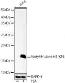 Acetyl-Histone H3-K56 Rabbit pAb (A7256)