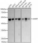 AAMP Rabbit mAb (A20970)