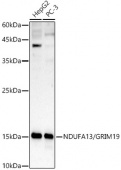 [KD Validated] NDUFA13/GRIM19 Rabbit pAb (A5412)