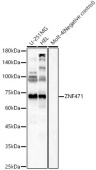 ZNF471 Rabbit pAb (A16561)