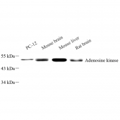 Anti -ADK Rabbit pAb
