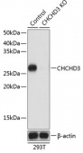 [KO Validated] CHCHD3 Rabbit pAb (A19959)