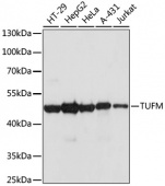[One Step]TUFM Antibody Kit (RK05717)