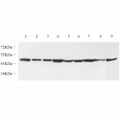 GB12304 Protein Kinase Anti -MEK1 Mouse mAb