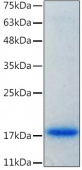 Recombinant Mouse IL-18 Protein (RP02521)