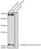 TriMethyl-Histone H3-K14 Rabbit pAb (A5279)