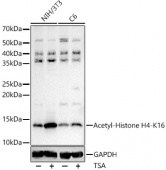 Acetyl-Histone H4-K16 Rabbit pAb (A5280)