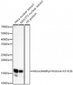 MonoMethyl-Histone H3-K36 Rabbit mAb (A22863)