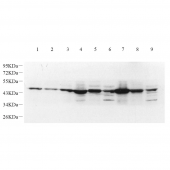 GB11619 Anti -TSG101 Rabbit pAb Antibody