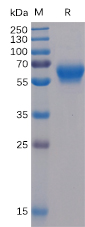 Recombinant Human BTLA Protein (RP02262)