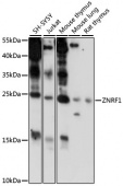 ZNRF1 Rabbit pAb (A15918)
