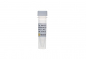 dNTPs (10 mM each) (RK20120)