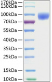 Recombinant Mouse ICAM-1/CD54 Protein (RP01065)