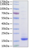 Active Recombinant Human CD3 epsilon/CD3E Protein (RP01178)