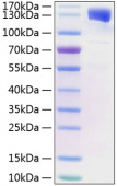 Recombinant Human IL-6RB/gp130/CD130 Protein (RP01217)