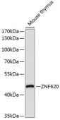 ZNF620 Rabbit pAb (A16197)
