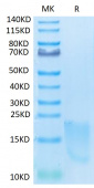 Recombinant Cynomolgus TNFRSF13C/BAFF-R/CD268 Protein (RP02280)
