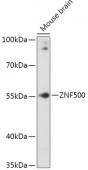 ZNF500 Rabbit pAb (A17672)