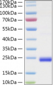 Recombinant Human TNFSF14/LIGHT/HVEM-L/CD258 Protein (RP01336)