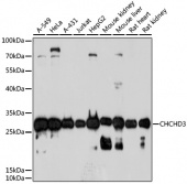 [One Step]CHCHD3 Antibody Kit (RK05633)
