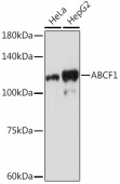 ABCF1 Rabbit mAb (A19621)