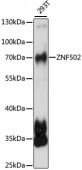 ZNF502 Rabbit pAb (A15550)