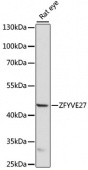 ZFYVE27 Rabbit pAb (A15942)