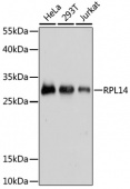 [One Step]RPL14 Antibody Kit (RK05698)