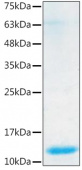 Recombinant Human BMP-7 Protein (RP02513)