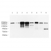 GB11599 Anti -ErbB2 Rabbit pAb Antibody