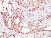 GB14139 Anti -PCNA Mouse Antibody mAb