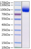 Recombinant Mouse IL-13RA1/CD213a1 Protein (RP02180)