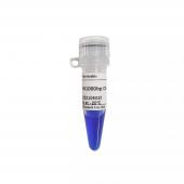 GN1000bp DNA Ladder Nucleic Acid Electrophoresis Marker 100- 5000bp 12 Strips