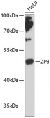 ZP3 Rabbit pAb (A13156)