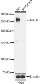 [KO Validated] MYOF Rabbit pAb (A15427)