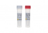 DNA Polymerase I,  Large (Klenow) Fragment (RK20525)