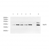 GB11573 Anti -Rad51 Rabbit Polyclonal Antibody