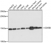 [One Step]COX5B Antibody Kit (RK05637)