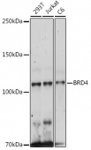 [KO Validated] BRD4 Rabbit pAb (A18839)